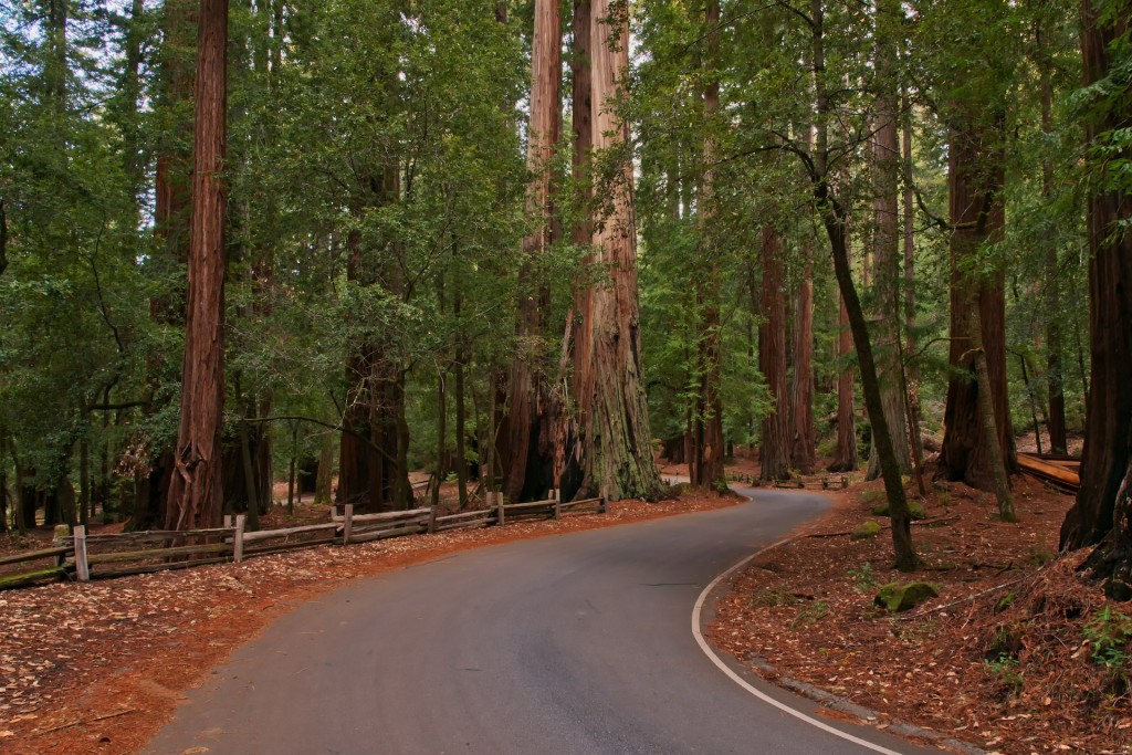 Boondocking in the Redwood National Forest was one of our most memorable experiences of the past year.